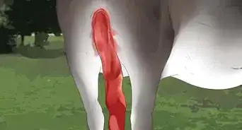 Tell if a Cow or Heifer Is About to Give Birth