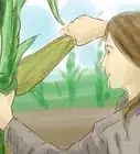 Grow Corn from Seed