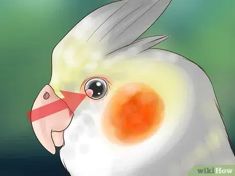 Image titled Treat Conjunctivitis in Cockatiels Step 7