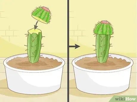 Image titled Propagate a Cactus Step 21