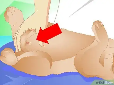 Image titled Determine if Your Rabbit Is Sick Step 12