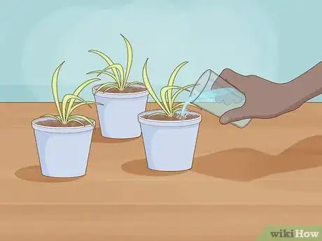 Image titled Propagate Baby Spider Plants Step 6