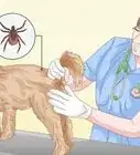 Remove a Tick from a Dog Without Tweezers