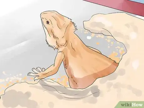 Image titled Breed Bearded Dragons Step 12