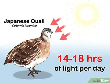 Image titled Build a Quail Habitat Step 3