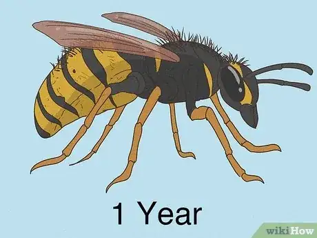 Image titled How Long Do Wasps Live Step 2