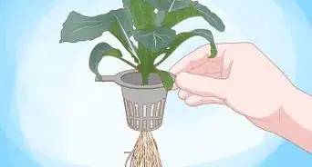 Grow Plants Using Hydroponics