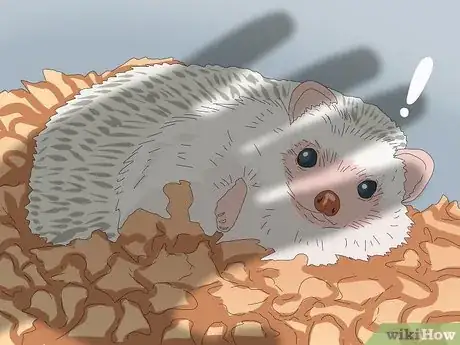 Image titled Tame a Hedgehog Step 8