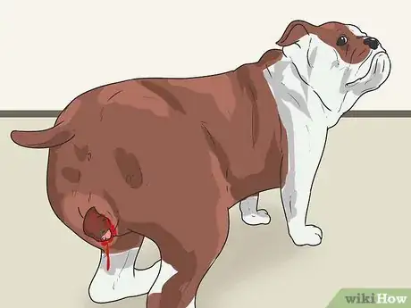 Image titled Breed English Bulldogs Step 19