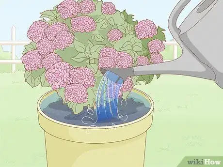 Image titled Grow Hydrangeas in a Pot Step 12