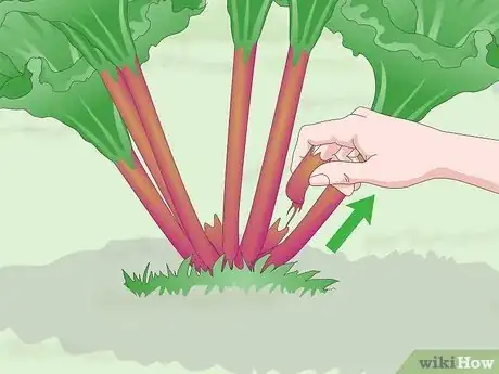 Image titled Harvest Rhubarb Step 9