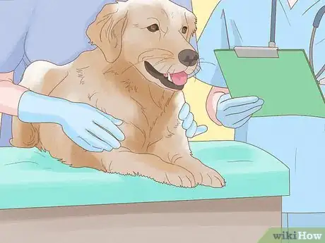 Image titled Treat Skin Allergies in Golden Retrievers Step 8