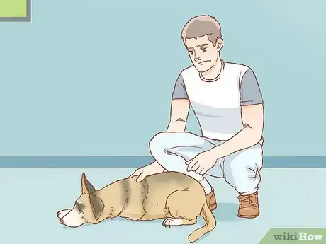 Image titled Shrink Tumors in Dogs Step 16