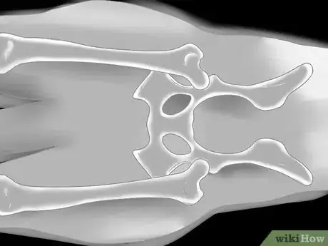 Image titled Detect Canine Hip Dysplasia Step 15