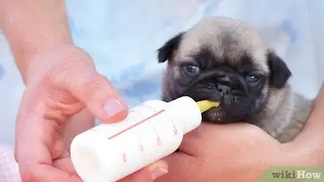 Image titled Take Care of a Weak Newborn Puppy Step 9