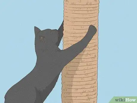 Image titled Identify a Bombay Cat Step 11