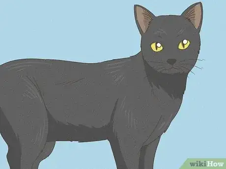 Image titled Identify a Bombay Cat Step 1