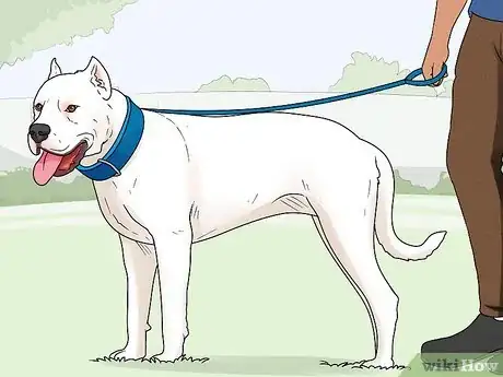 Image titled Identify a Dogo Argentino Step 16