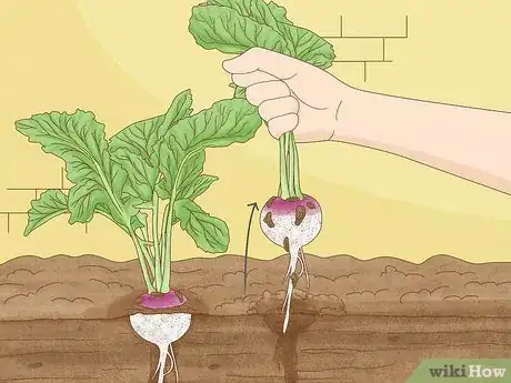 Image titled Harvest Turnips Step 2