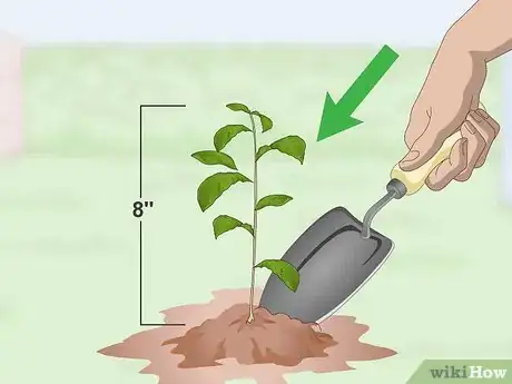 Image titled Grow a Tea Plant Step 9