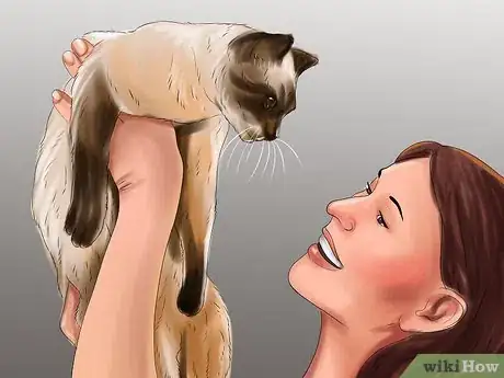 Image titled Care for Siamese Kittens Step 14