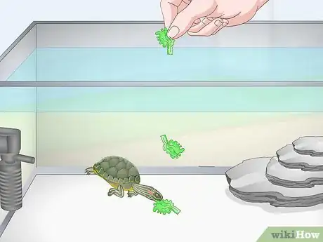 Image titled Feed a Red‐Eared Slider Turtle Step 7