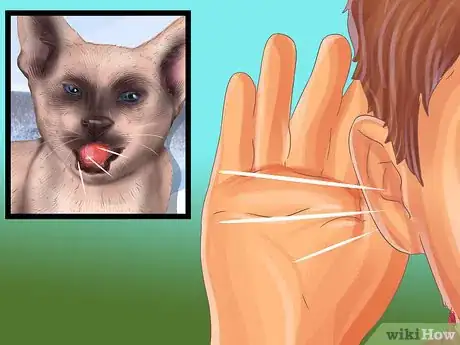 Image titled Identify a Siamese Cat Step 9