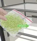 Grow Alfalfa Sprouts