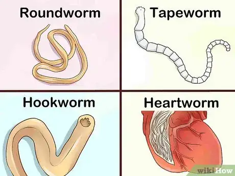 Image titled Identify Different Dog Worms Step 1