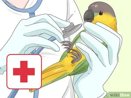 Image titled Choose a Caique Parrot Step 17