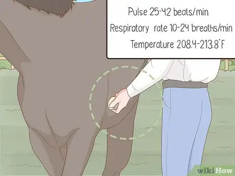 Image titled Know if Your Horse Is Sick Step 1