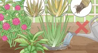 Choose the Best Time for Watering a Garden
