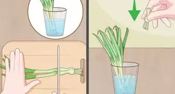 Grow Onions Indoors