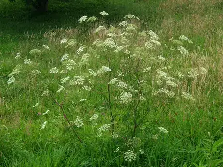 Image titled Water Hemlock in full bloom