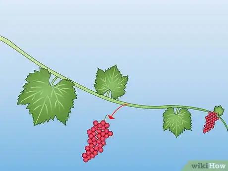 Image titled Propagate a Grapevine from Store Bought Grapes Step 3