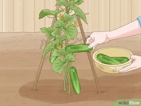 Image titled Grow Cucumbers Step 21