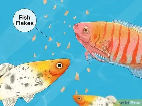 Image titled Choose Fish for a Freshwater Aquarium Step 5