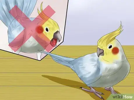 Image titled Massage a Cockatiel Step 1