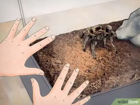 Image titled Tell if Your Tarantula Is Molting Step 6