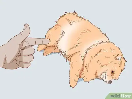 Image titled Take Care of a Pomeranian Step 18