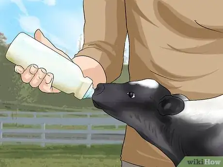 Image titled Care for Calves Step 10