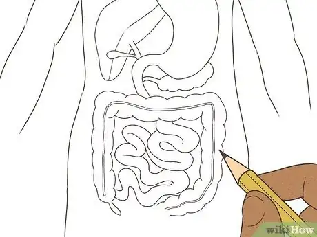 Image titled Draw a Model of the Digestive System Step 10