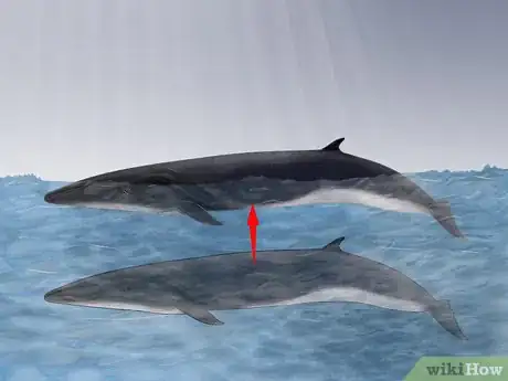 Image titled Identify Whales Step 8