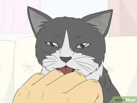 Image titled What Does It Mean when Your Cat Licks You Step 6