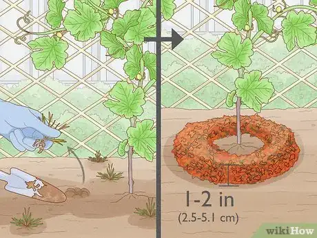 Image titled Grow Grape Vine Cuttings Step 22