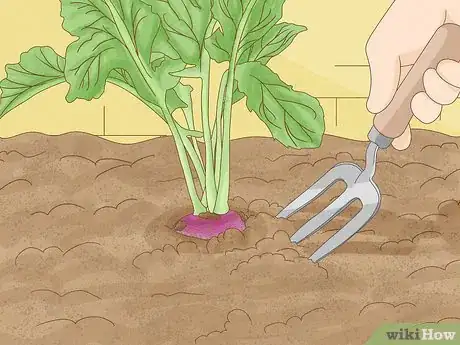 Image titled Harvest Turnips Step 9