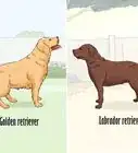 Identify a Golden Retriever