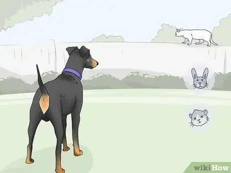 Image titled Identify a Manchester Terrier Step 13