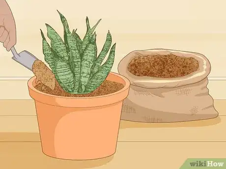 Image titled Care for a Sansevieria or Snake Plant Step 3