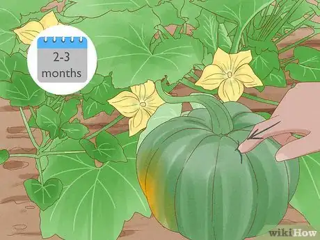 Image titled Grow Acorn Squash Step 15